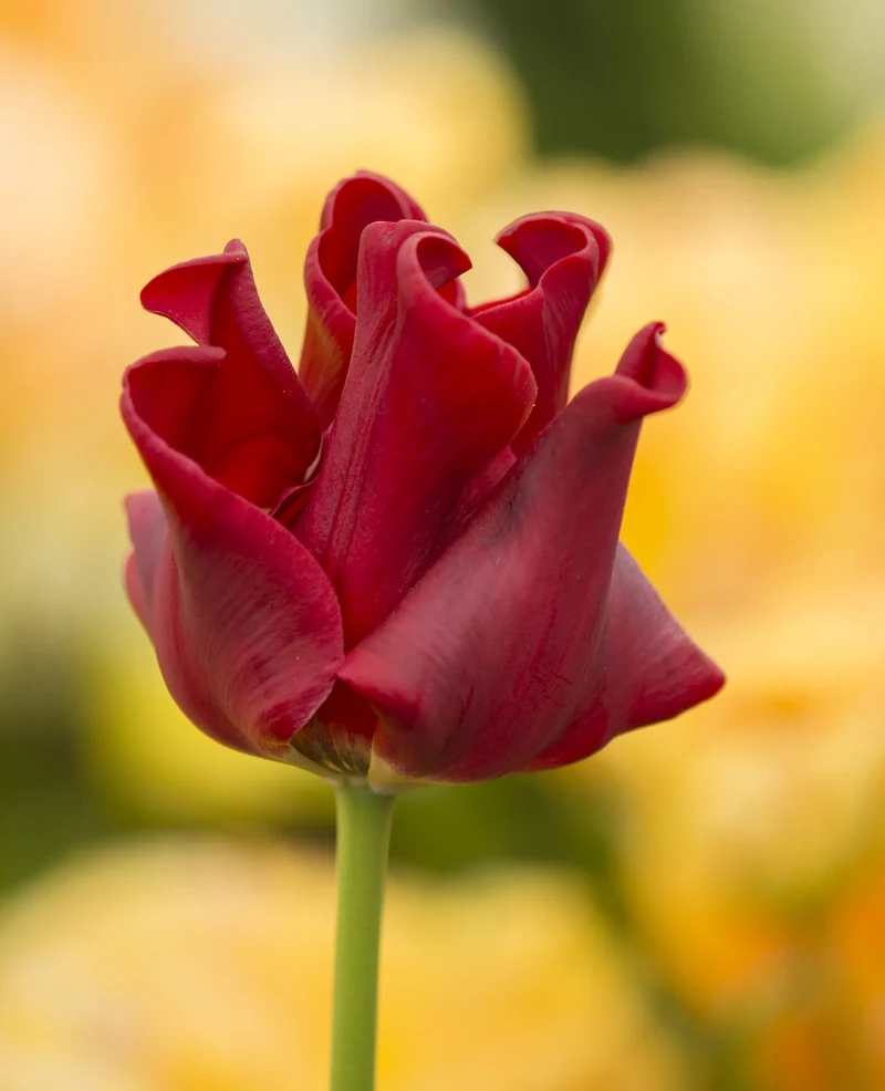 Bulbes de fleurs Non-Traité Tulipe Red Dress calibre 12/+ (1049200) pour particuliers