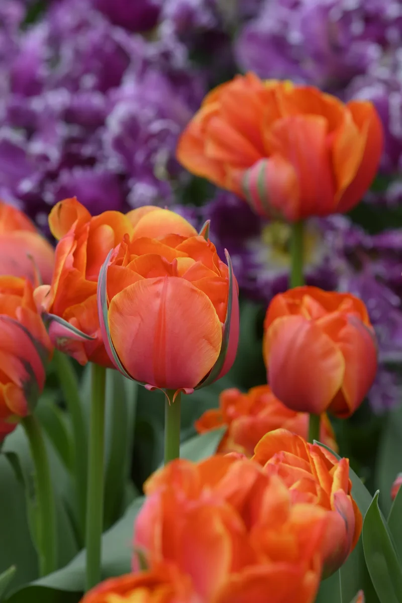 Bulbes de fleurs Non-Traité Tulipe Queensday® calibre 12/+ (1048900) pour particuliers