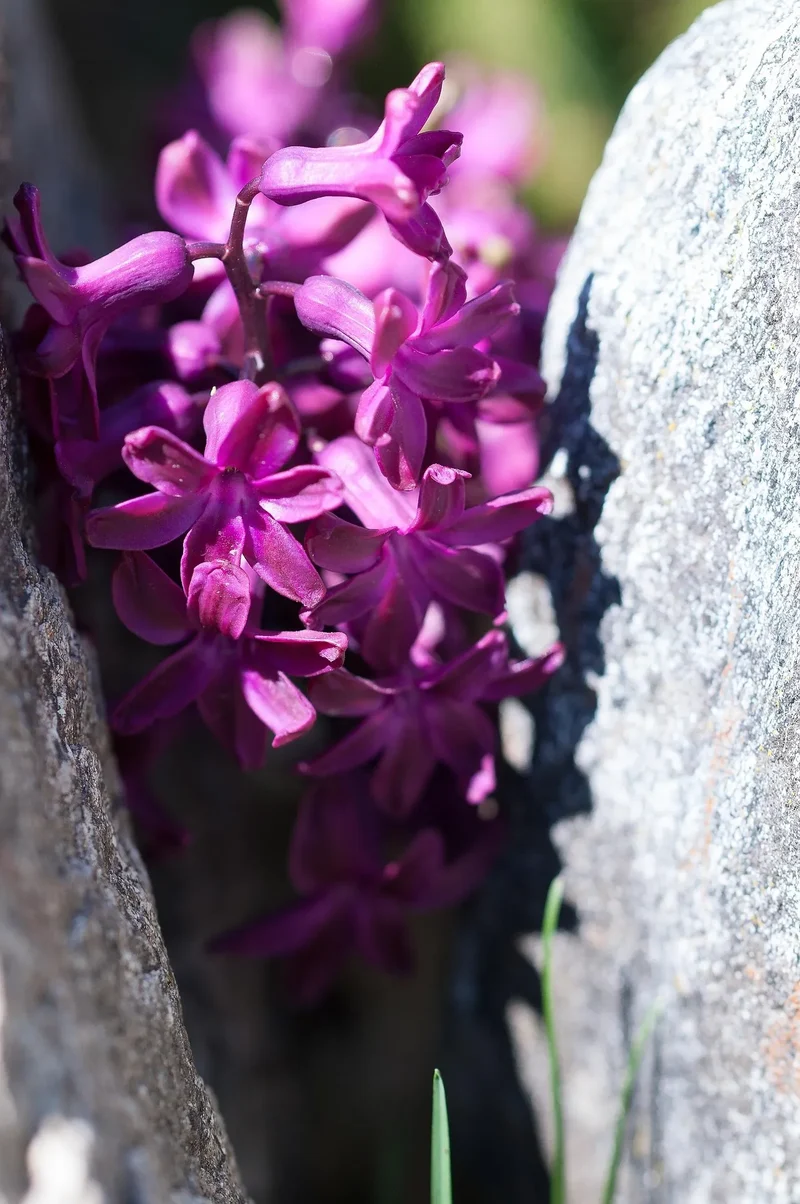 Bulbes de fleurs Non-Traité Hyacinthus Purple Sensation ® calibre 16/17 (3005000) pour particuliers