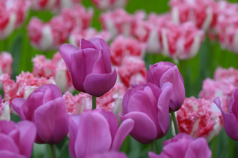 Bulbes de fleurs Non-Traité Tulipe Purple Raven calibre 12/+ (1050900) pour particuliers