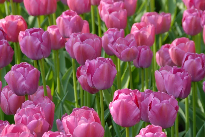 Bulbes de fleurs Non-Traité Tulipe Purple Pride® calibre 12/+ (1031900) pour particuliers