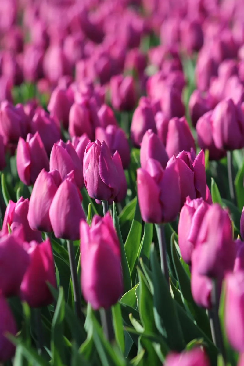 Bulbes de fleurs Non-Traité Tulipe Purple Prince calibre 12/+ (1013500) pour particuliers