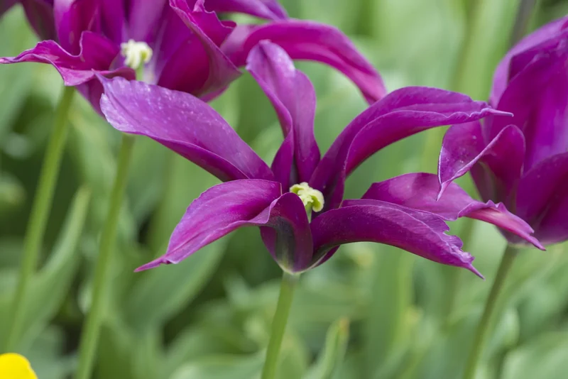 Bulbes de fleurs Non-Traité Tulipe Purple Doll calibre 12/+ (1033600) pour particuliers