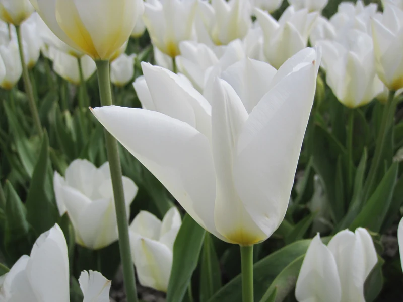 Bulbes de fleurs Non-Traité Tulipe Purissima calibre 12/+ (1013300) pour particuliers