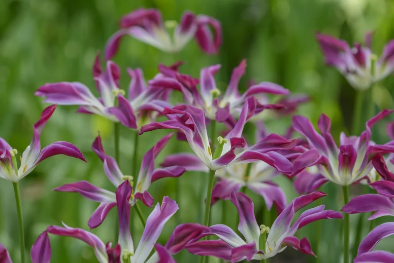 Bulbes de fleurs Non-Traité Tulipe Purple Dance calibre 12/+ (1045000) pour particuliers