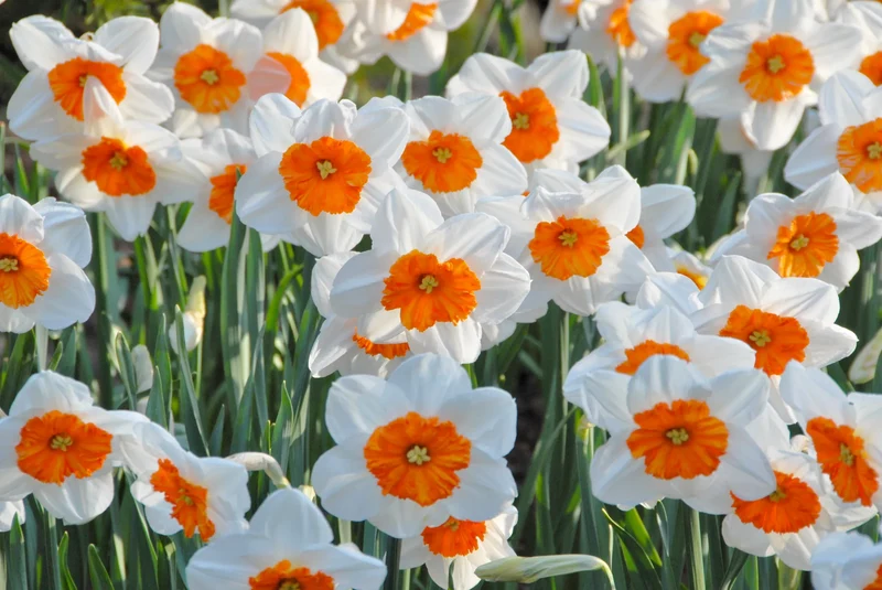 Bulbes de fleurs Non-Traité Narcissus Professor Einstein calibre sp12/14 (2004210) pour particuliers