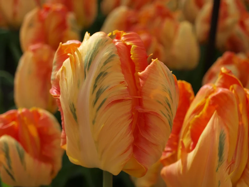 Bulbes de fleurs Non-Traité Tulipe Professor Röntgen calibre 12/+ (1026300) pour particuliers