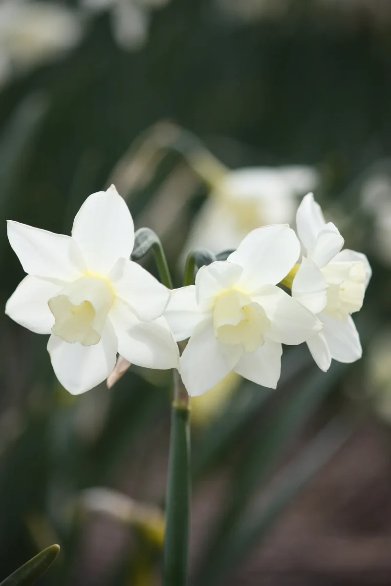 Bulbes de fleurs Non-Traité Narcissus Pueblo calibre z10/12 (2021710) pour particuliers