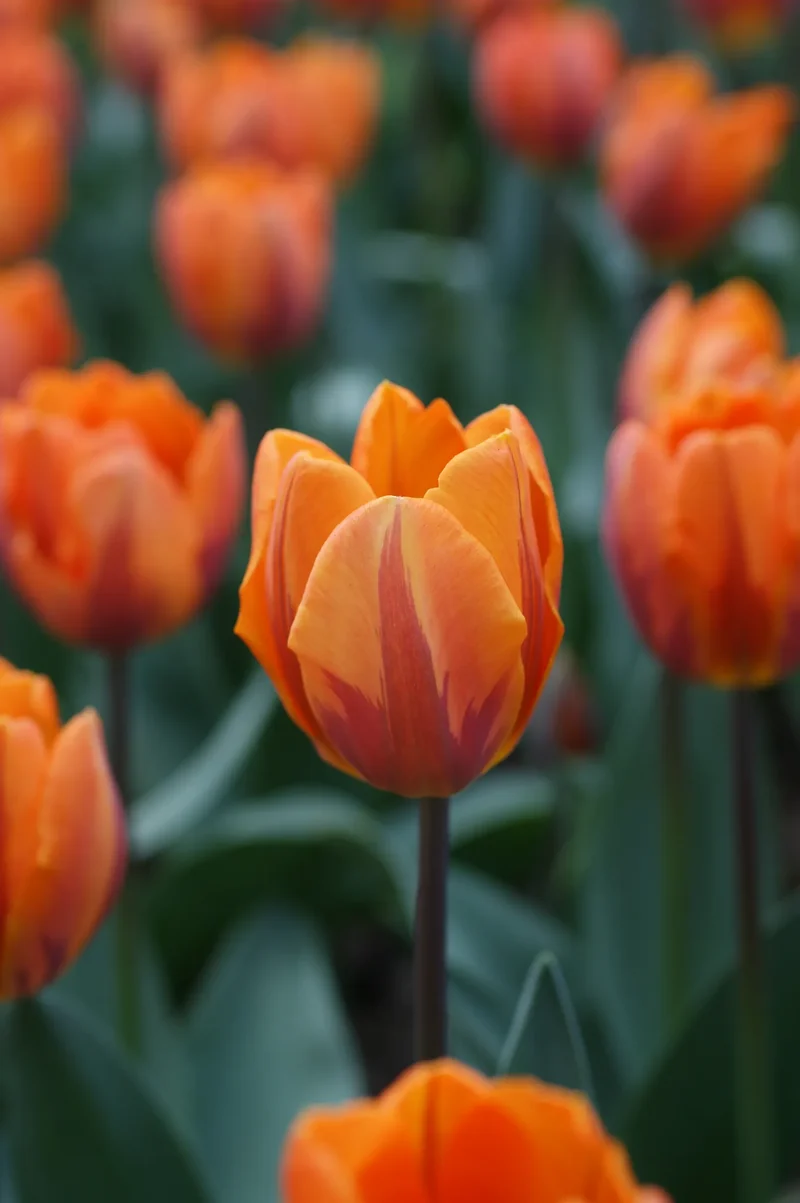 Bulbes de fleurs Non-Traité Tulipe Prinses Irene calibre 12/+ (1013200) pour particuliers
