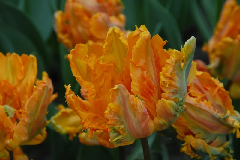 Bulbes de fleurs Non-Traité Tulipe Prinses Irene Parkiet® calibre 12/+ (1008500) pour particuliers