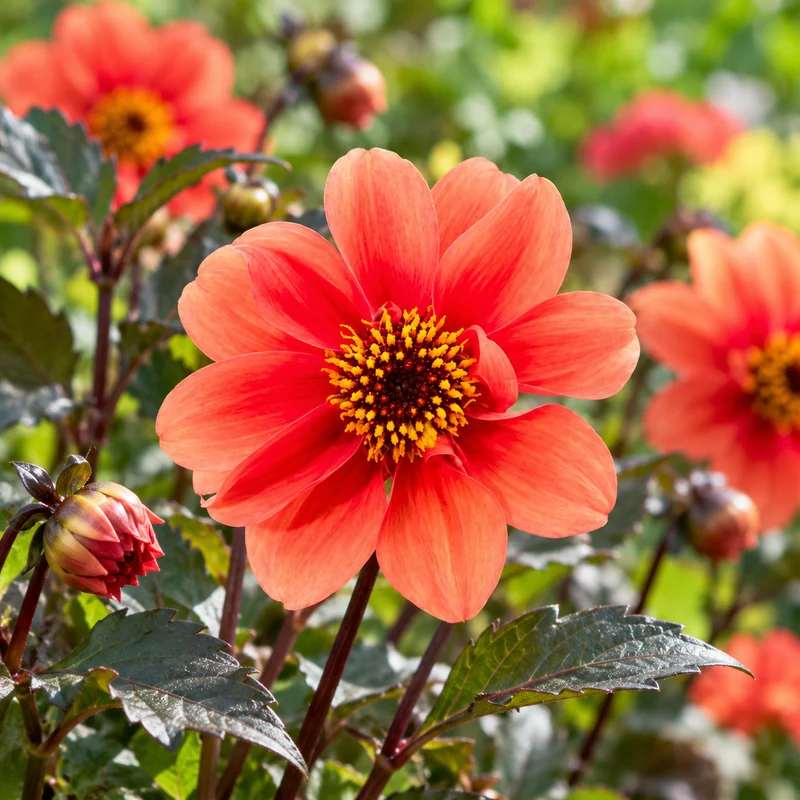 Bulbes de fleurs non-traité Dahlia à fleur simple Catherine Deneuve calibre 1