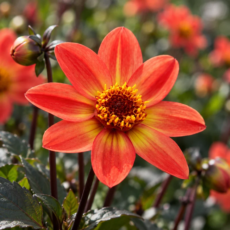 Bulbes de fleurs non-traité Dahlia à fleur simple Star Wars VDTG14® calibre 1