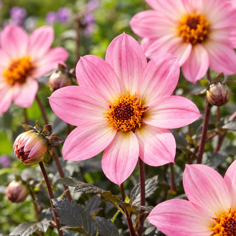 Bulbes de fleurs non-traité Dahlia à fleur simple Happy Days Pink HDPI117® calibre 1