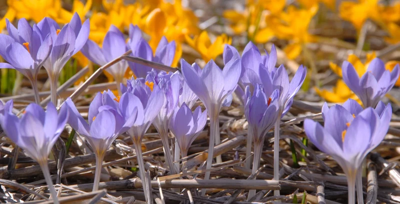 Bulbes de fleurs Non-Traité Crocus etruscus Zwanenburg calibre 5/+ (2503200) pour particuliers