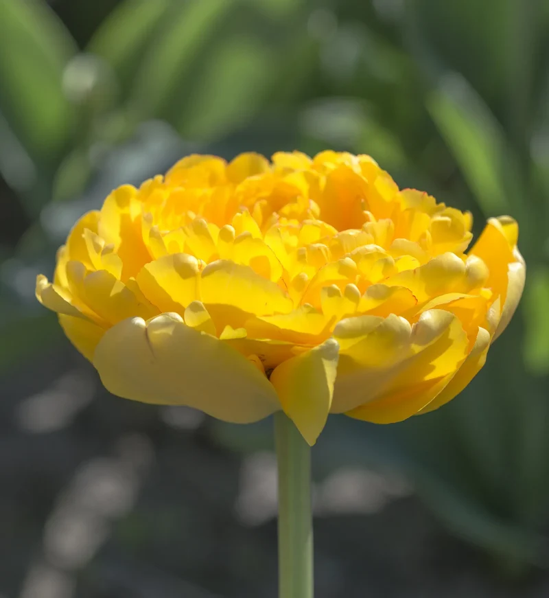 Bulbes de fleurs Non-Traité Tulipe Yellow Pompenette® calibre 12/+ (1018200) pour particuliers