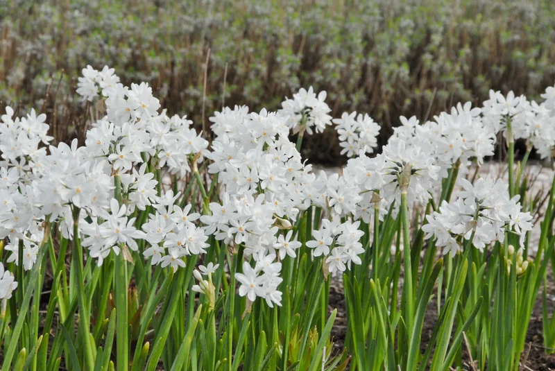 Bulbes de fleurs Non-Traité Narcissus Ziva calibre 15/16 (2006700) pour particuliers
