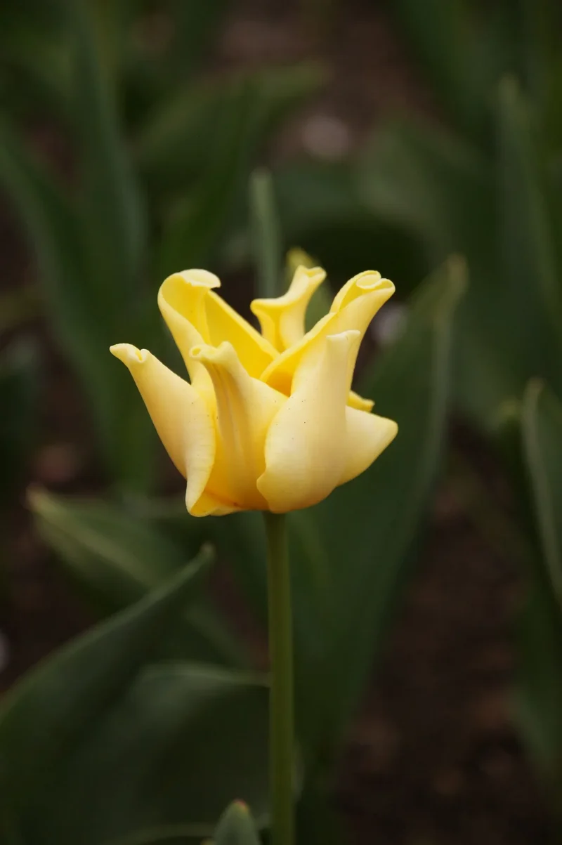 Bulbes de fleurs Non-Traité Tulipe Yellow Crown calibre 12/+ (1036200) pour particuliers