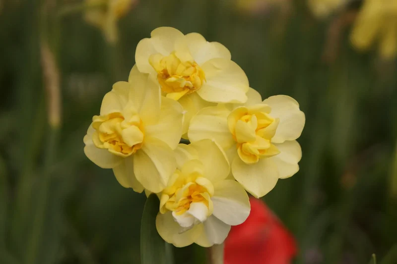 Bulbes de fleurs Non-Traité Narcissus Yellow Cheerfulness calibre sp14/16 (2006600) pour particuliers