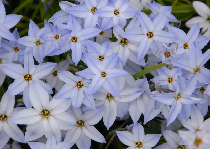 Bulbes de fleurs Non-Traité Ipheion Wisley Blue calibre 4/+ (3741000) pour particuliers