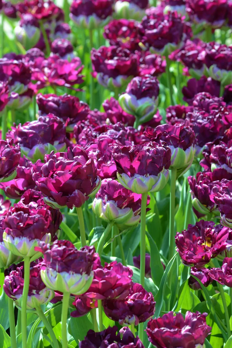 Bulbes de fleurs Non-Traité Tulipe Wow® calibre 12/+ (1031100) pour particuliers