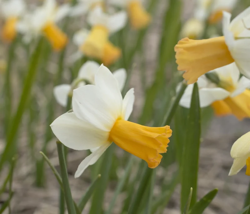 Bulbes de fleurs Non-Traité Narcissus Winter Waltz calibre z12/14 (2026600) pour particuliers