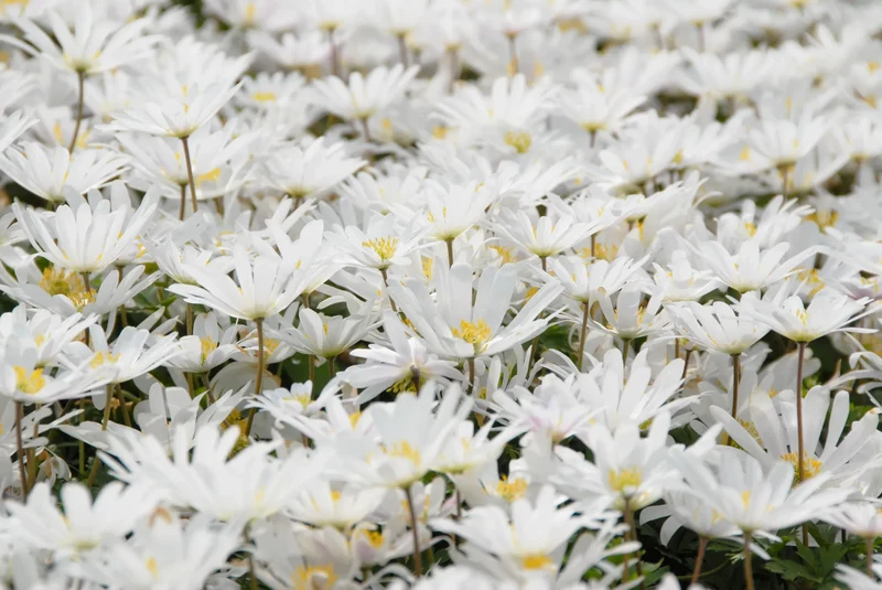 Bulbes de fleurs Non-Traité Anemone blanda White Splendour calibre 5/6 (5000300) pour particuliers