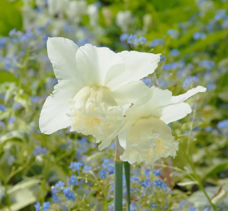 Bulbes de fleurs Non-Traité Narcissus White Marvel calibre z14/16 (2024110) pour particuliers