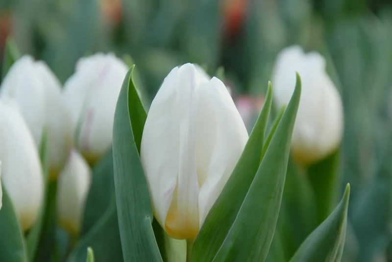 Bulbes de fleurs Non-Traité Tulipe White Prince® calibre 12/+ (1040300) pour particuliers