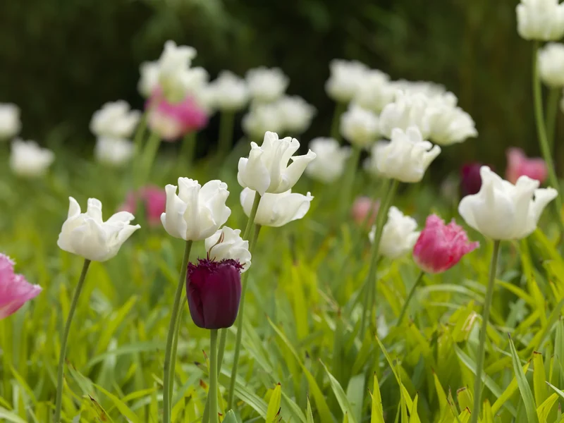 Bulbes de fleurs Non-Traité Tulipe White Liberstar® calibre 12/+ (1036100) pour particuliers