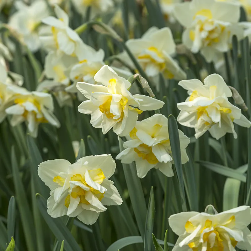 Bulbes de fleurs Non-Traité Narcissus White Lion calibre sp14/16 (2006400) pour particuliers
