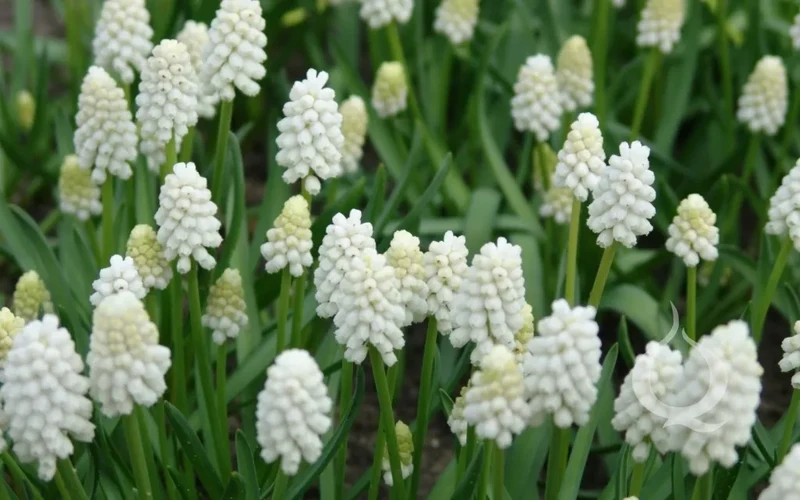 Bulbes de fleurs Non-Traité Muscari aucheri White Magic® calibre 8/9 (3805000) pour particuliers