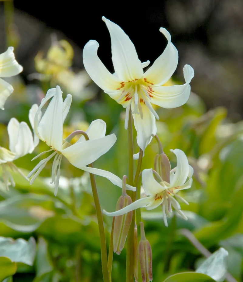 Bulbes de fleurs Non-Traité Erythronium revolutum White Beauty calibre 1 (3261000) pour particuliers