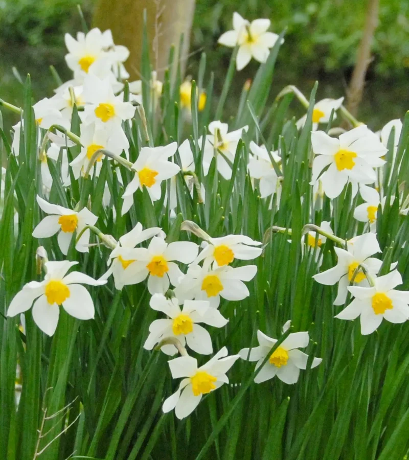 Bulbes de fleurs Non-Traité Narcissus White Lady calibre sp12/14 (2006300) pour particuliers