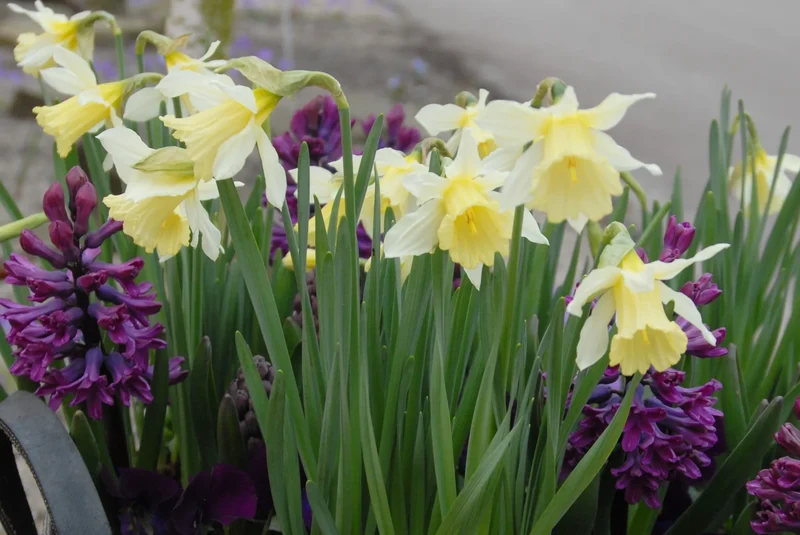 Bulbes de fleurs Non-Traité Narcissus W.P. Milner calibre z8/10 (2006510) pour particuliers