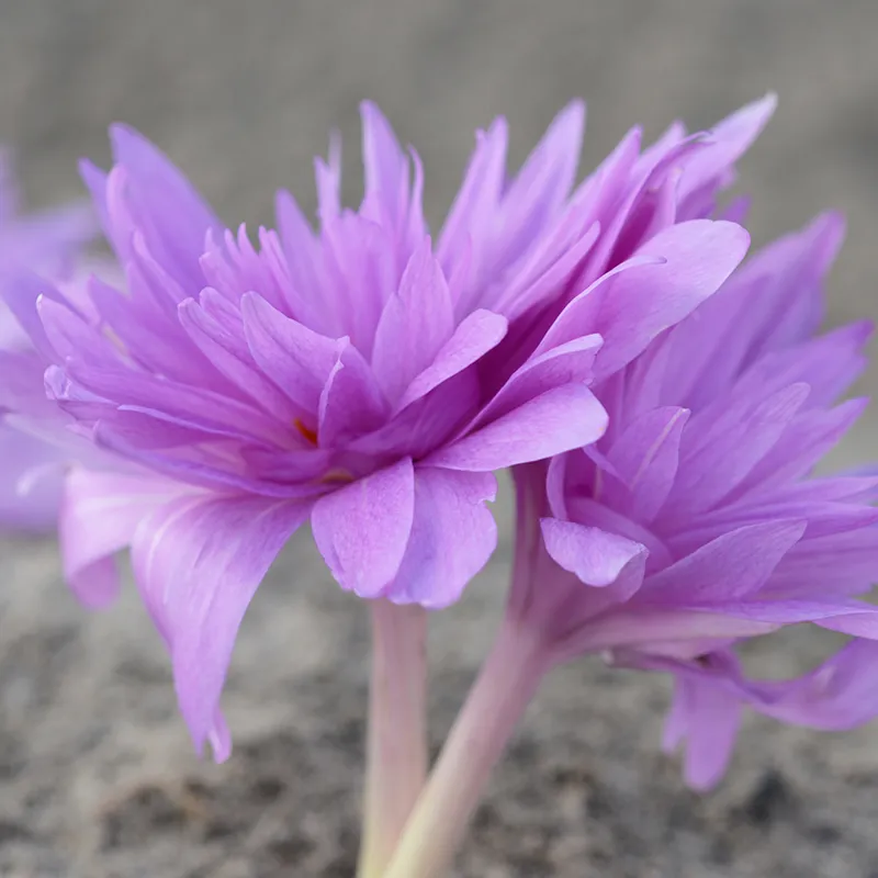 Bulbes de fleurs Non-Traité Colchicum Waterlily calibre 16/18 (3502500) pour particuliers