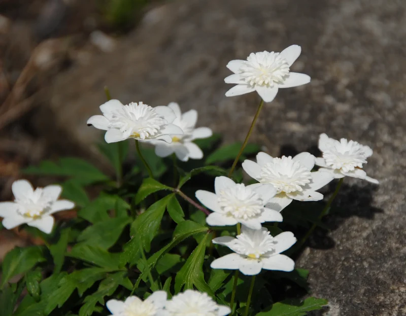 Bulbes de fleurs Non-Traité Anemone nemorosa Vestal calibre 1 (5001700) pour particuliers