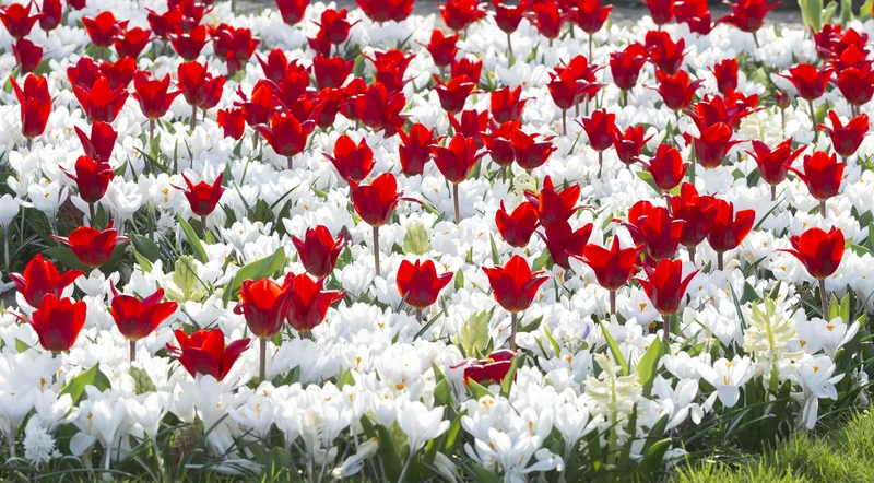 Bulbes de fleurs Non-Traité Mix Victory of Alkmaar Mix (9016400) pour particuliers