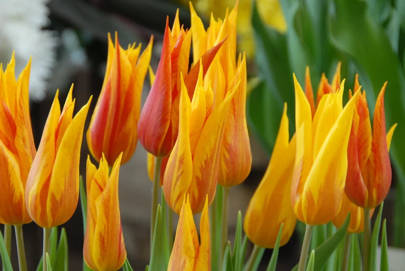 Bulbes de fleurs Non-Traité Tulipe Vendeeglobe calibre 12/+ (1036600) pour particuliers