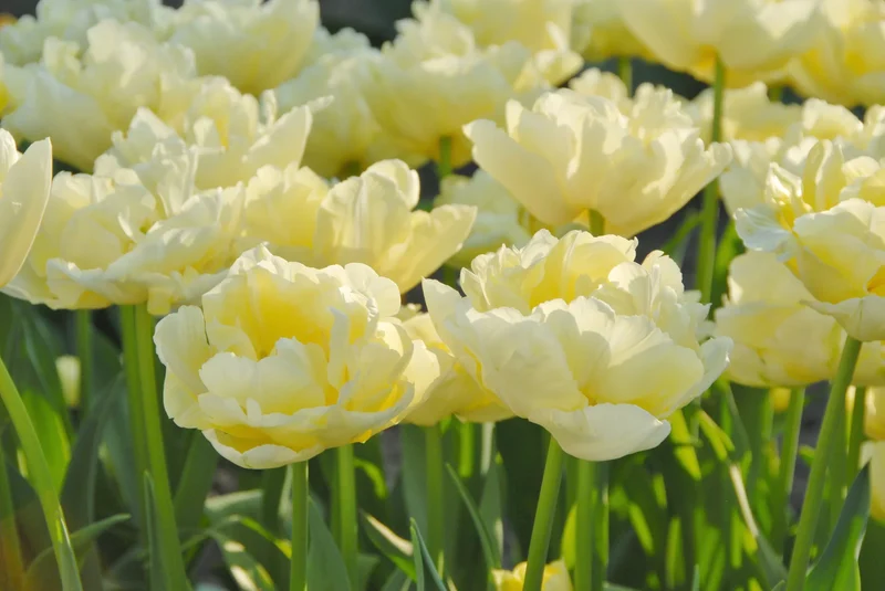Bulbes de fleurs Non-Traité Tulipe Verona calibre 12/+ (1017300) pour particuliers