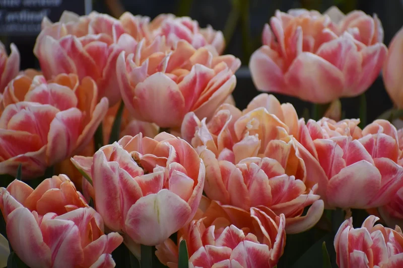 Bulbes de fleurs Non-Traité Tulipe Verona Sunrise® calibre 12/+ (1036500) pour particuliers
