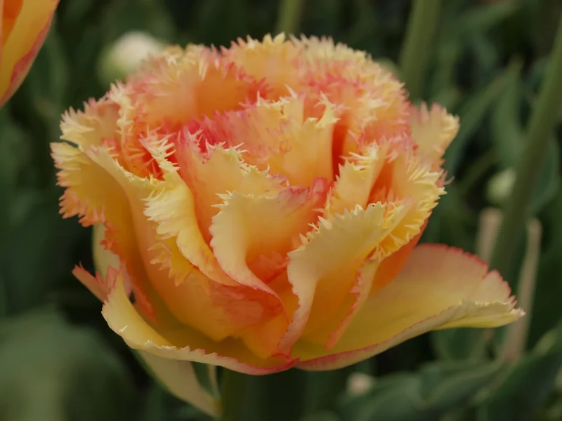 Bulbes de fleurs Non-Traité Tulipe Vaya con Dios® calibre 12/+ (1036700) pour particuliers