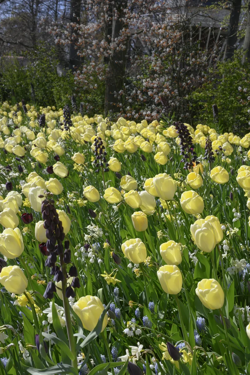 Bulbes de fleurs Non-Traité Mix Vanilla Sky Mix (9024700) pour particuliers