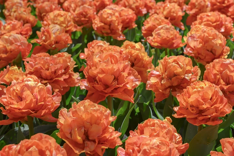 Bulbes de fleurs Non-Traité Tulipe Valdivia calibre 12/+ (1053000) pour particuliers