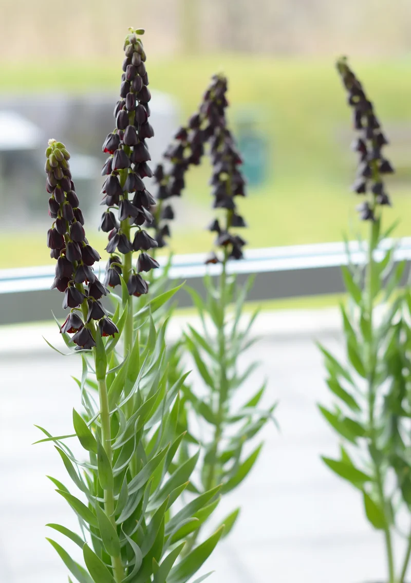 Bulbes de fleurs Non-Traité Fritillaria Twin Towers Tribute® calibre 20/+ (3606000) pour particuliers