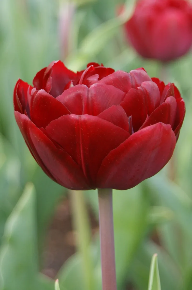 Bulbes de fleurs Non-Traité Tulipe Uncle Tom calibre 12/+ (1017100) pour particuliers