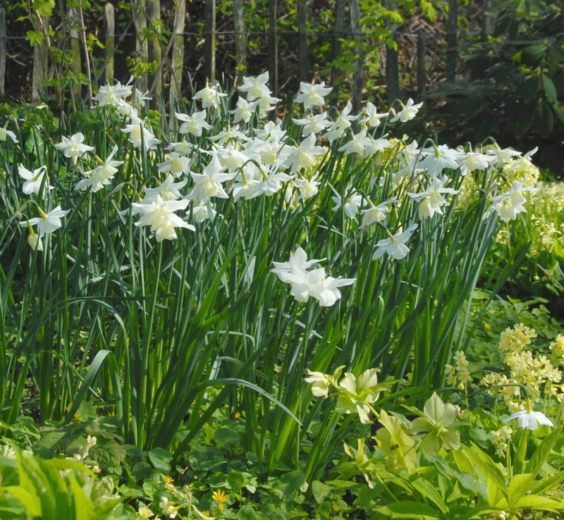 Bulbes de fleurs Non-Traité Narcissus Tresamble calibre z12/+ (2021100) pour particuliers