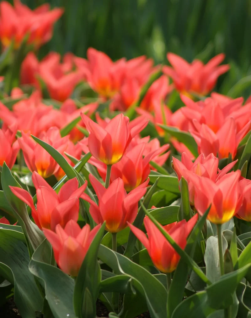 Bulbes de fleurs Non-Traité Tulipe Toronto calibre 12/+ (1016700) pour particuliers