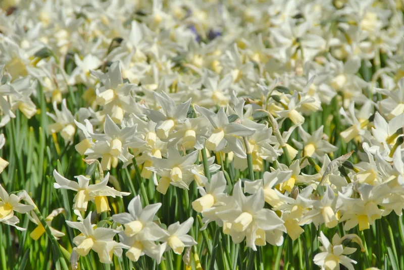 Bulbes de fleurs Non-Traité Narcissus Toto calibre z10/+ (2006000) pour particuliers
