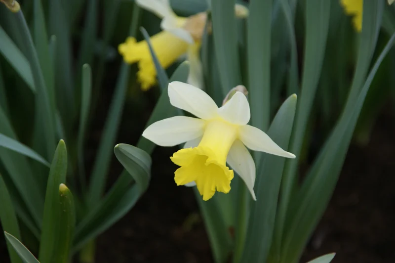 Bulbes de fleurs Non-Traité Narcissus Topolino calibre z10/+ (2005900) pour particuliers