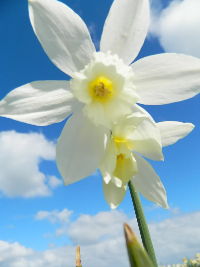 Bulbes de fleurs Non-Traité Narcissus Thalia calibre z14/16 (2005800) pour particuliers